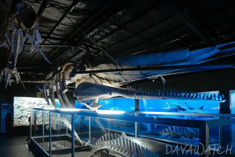骨格標本展示