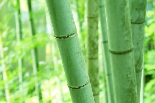 竹林