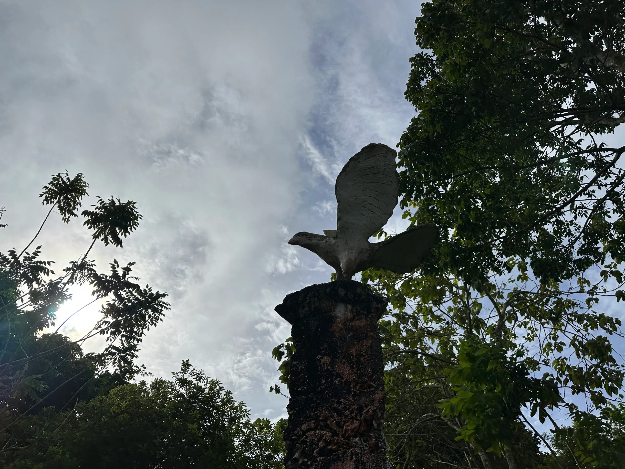 Philippine Eagle