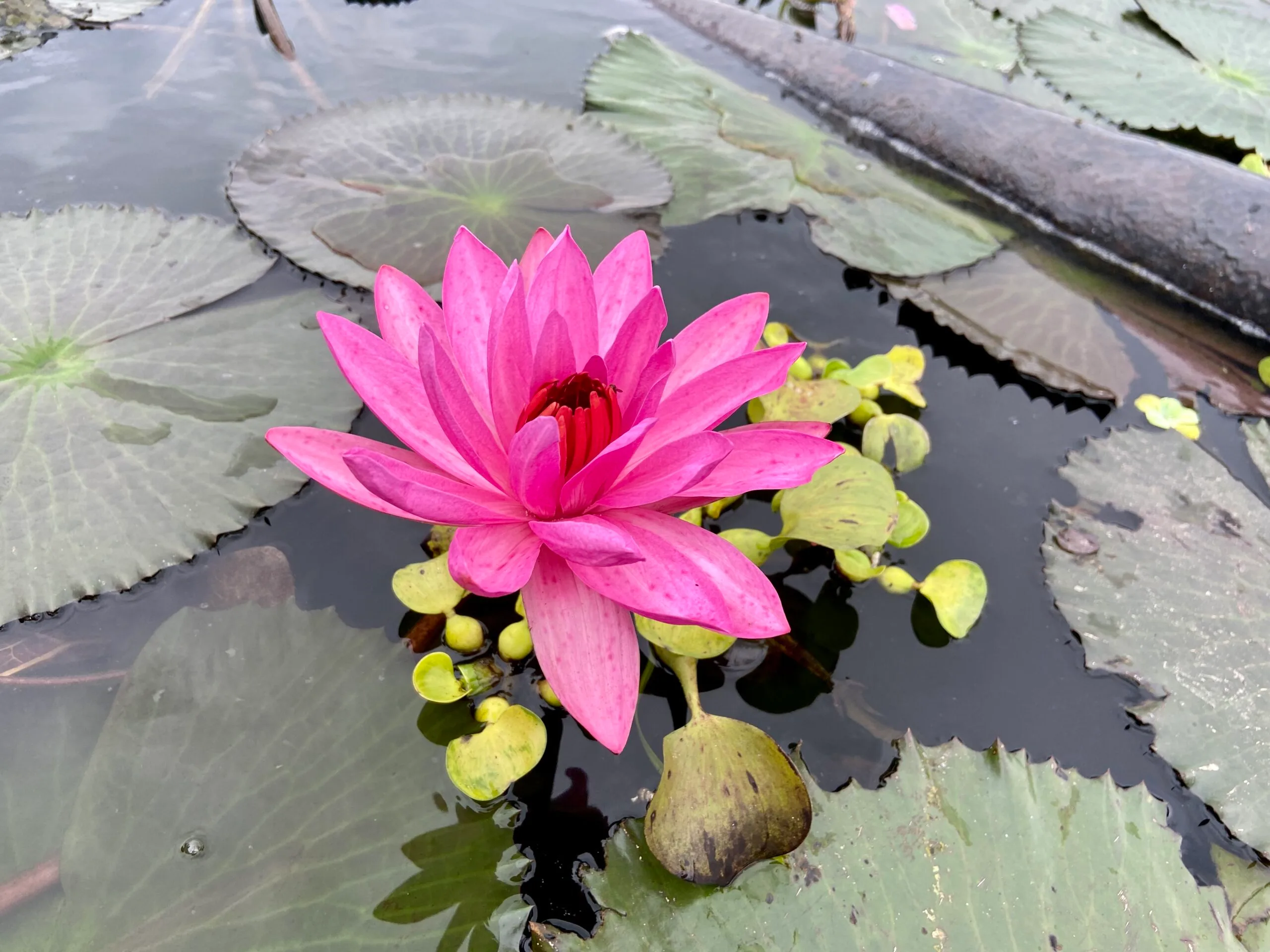 Lake Sebu Day2