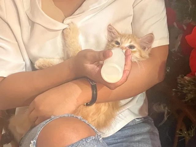 子猫