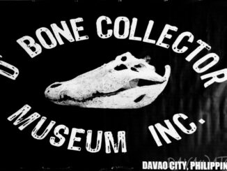 骨格標本展示