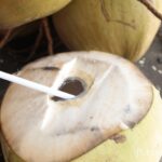 【News】ダバオ農業省、ココナッツの需要が高まりを受け、特定品種の栽培を推奨