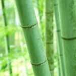 【News】カナダのクリーンテック企業がダバオ地方の竹産業に200万ドルの投資