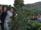 アポ山のコーヒー農家