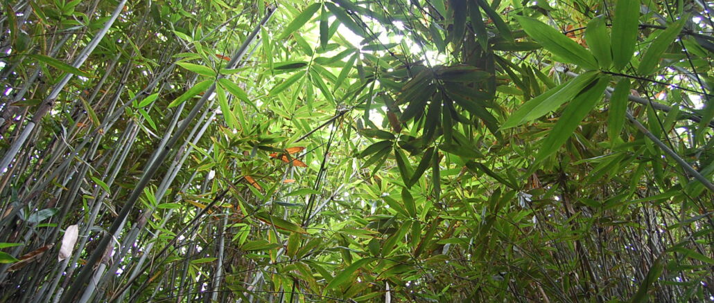 フィリピンの竹林