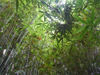 フィリピンの竹林