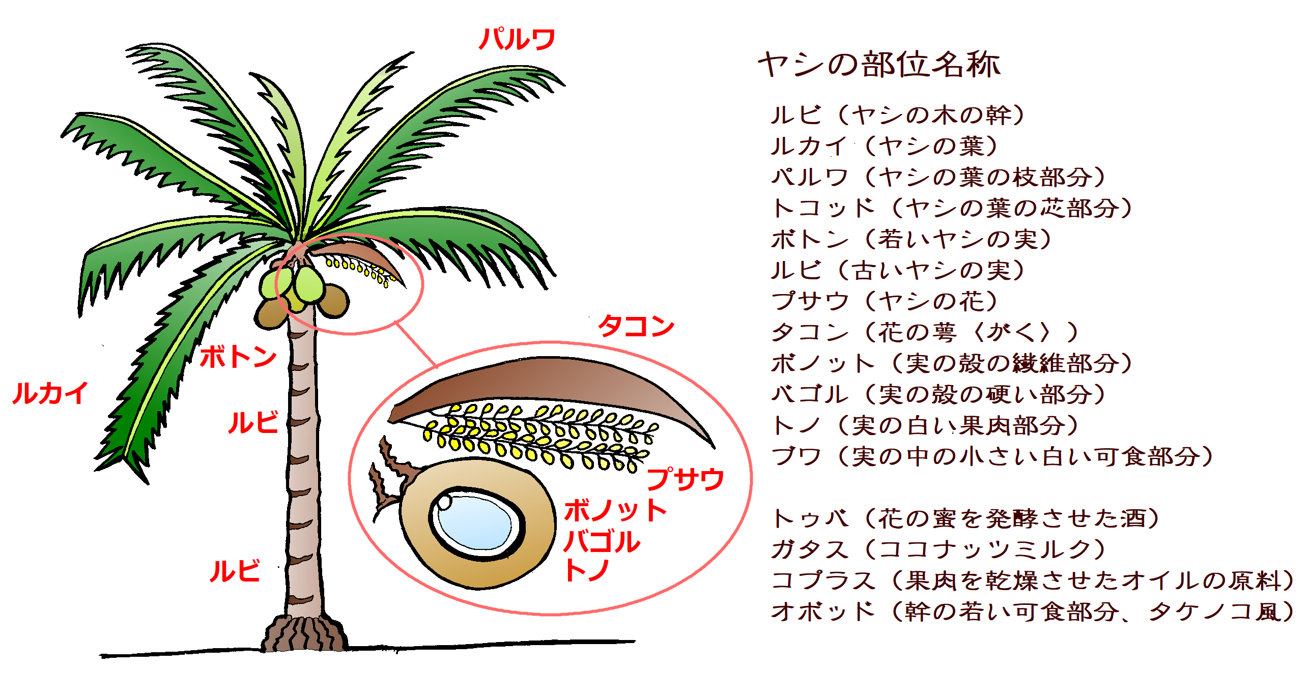 コラム 単語の数が圧倒的 田舎の最重要植物 ヤシ ダバオッチ