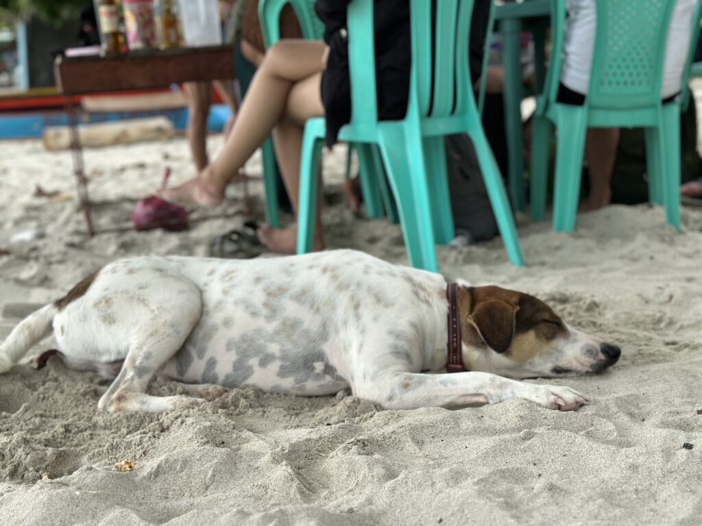 Samal サマル島　犬