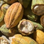 【News】国内での供給不足に対応するため、ダバオ市内のカカオ農園拡大に注目