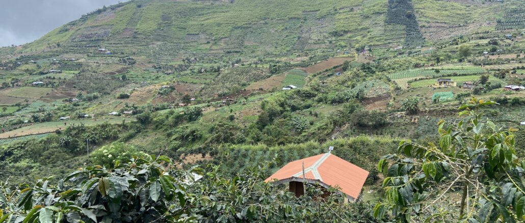 アポ山のコーヒー農園