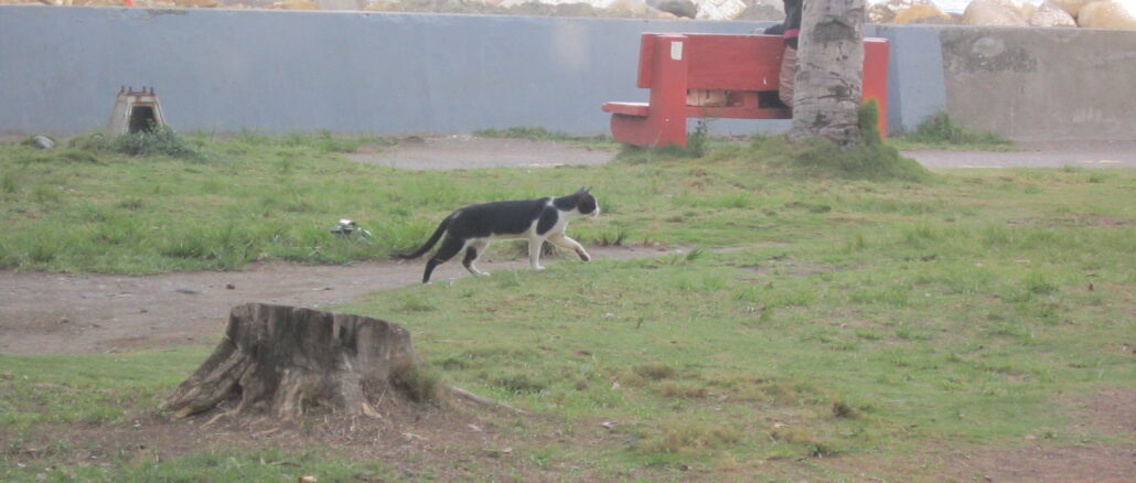 野良猫もたくさん