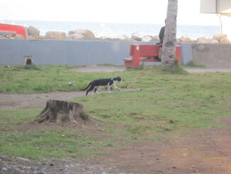 野良猫もたくさん