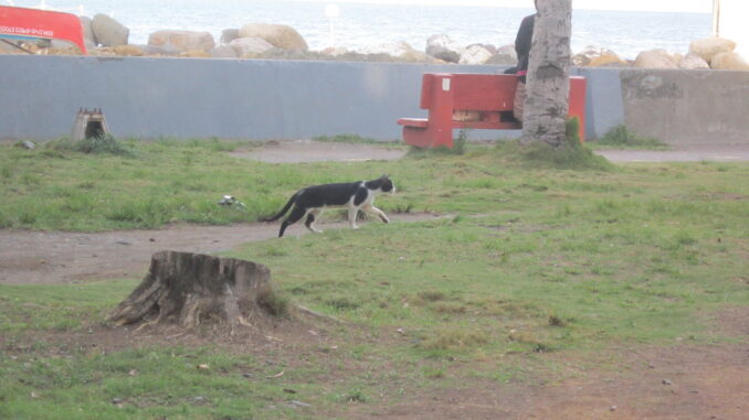 野良猫もたくさん
