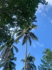 綺麗な青い空とヤシの木✨