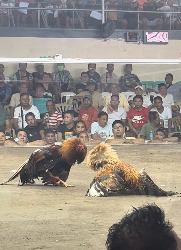 ダバオで闘鶏・銃体験