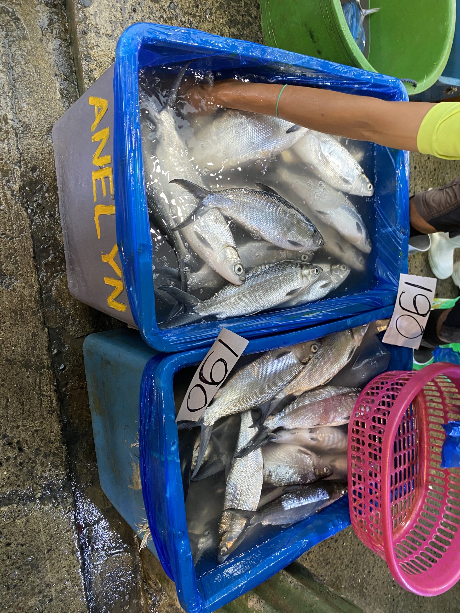 市場 バングース