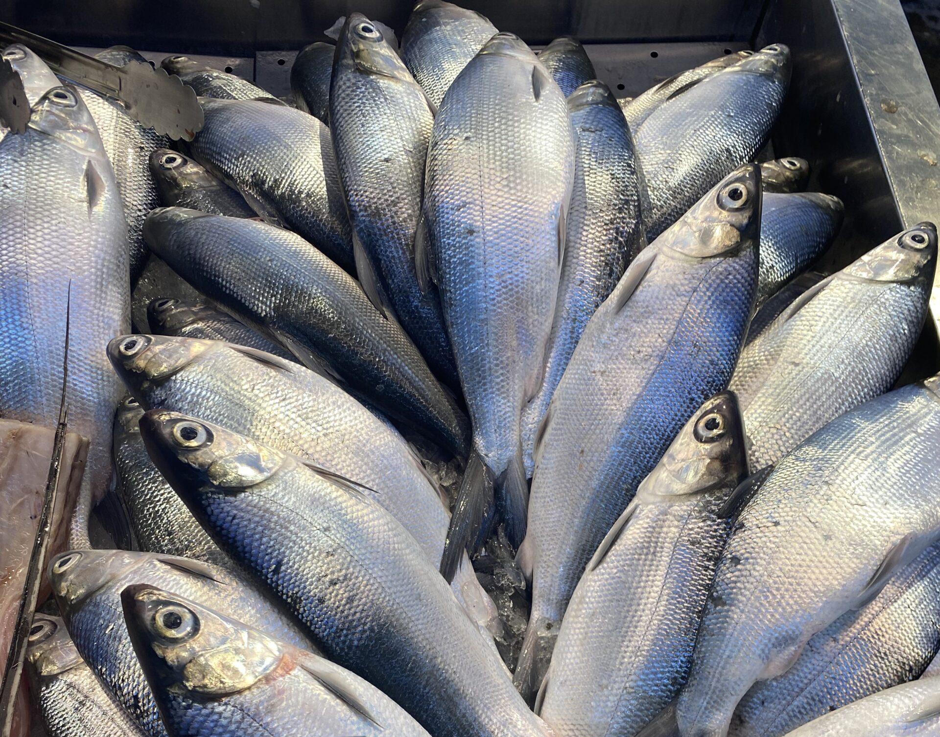 スーパー　バングース