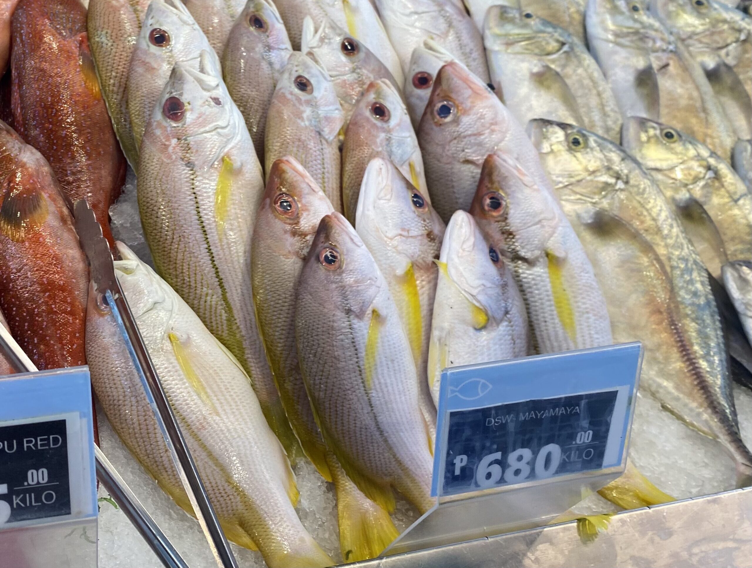 ダバオの魚図鑑　マヤマヤ