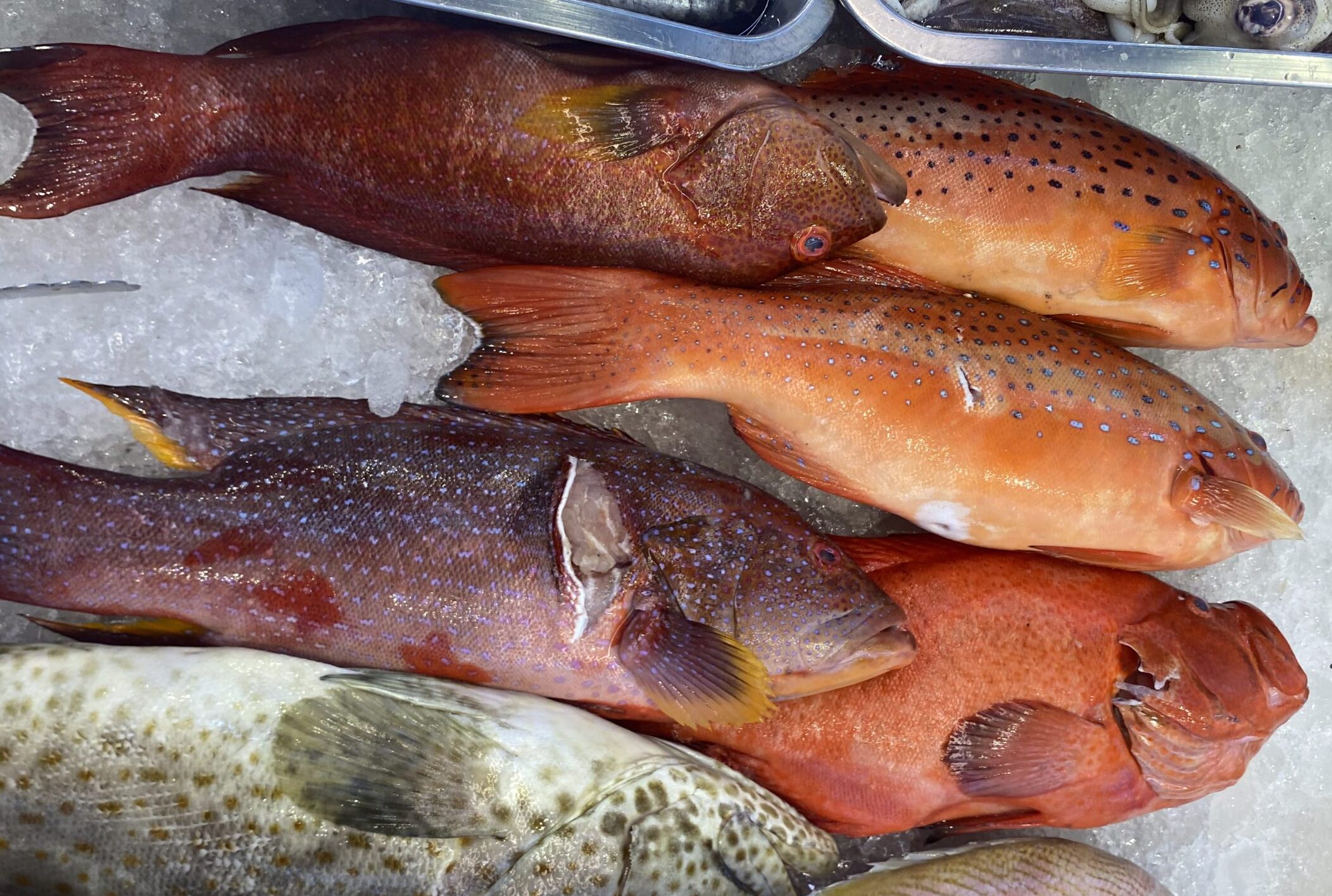 市場のラプラプ