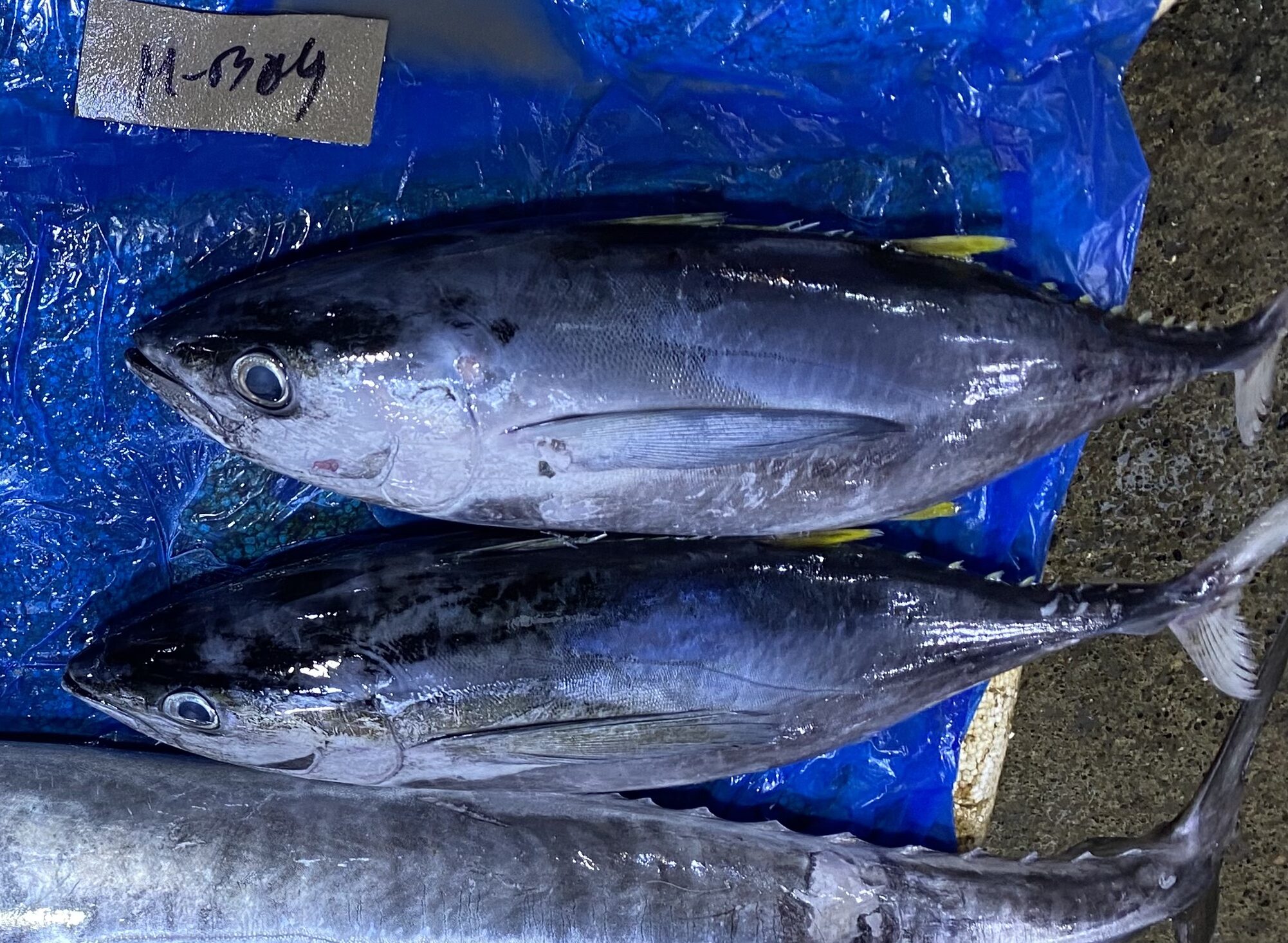 ダバオの魚図鑑　マグロ