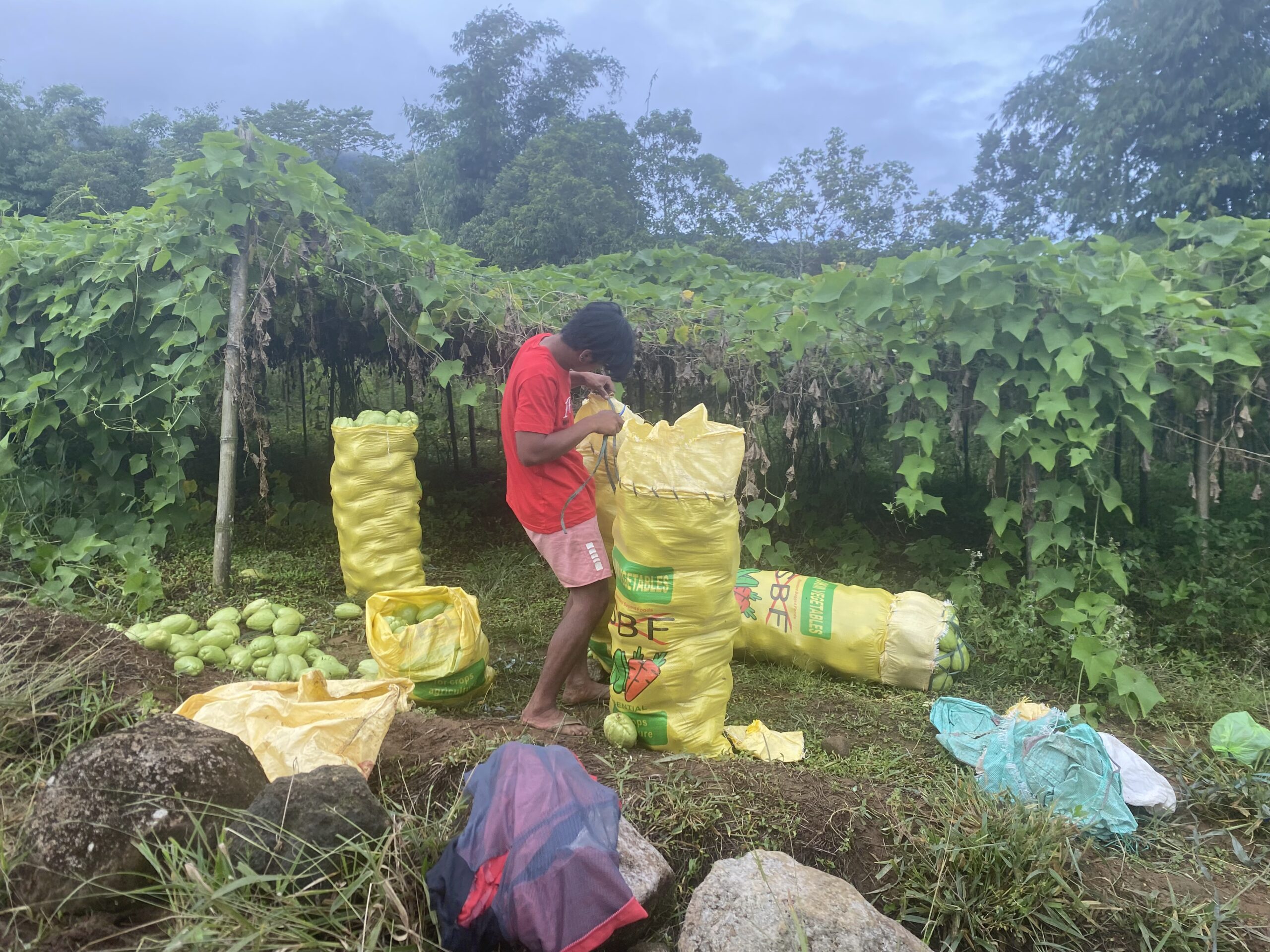 キタングラッド山　農業