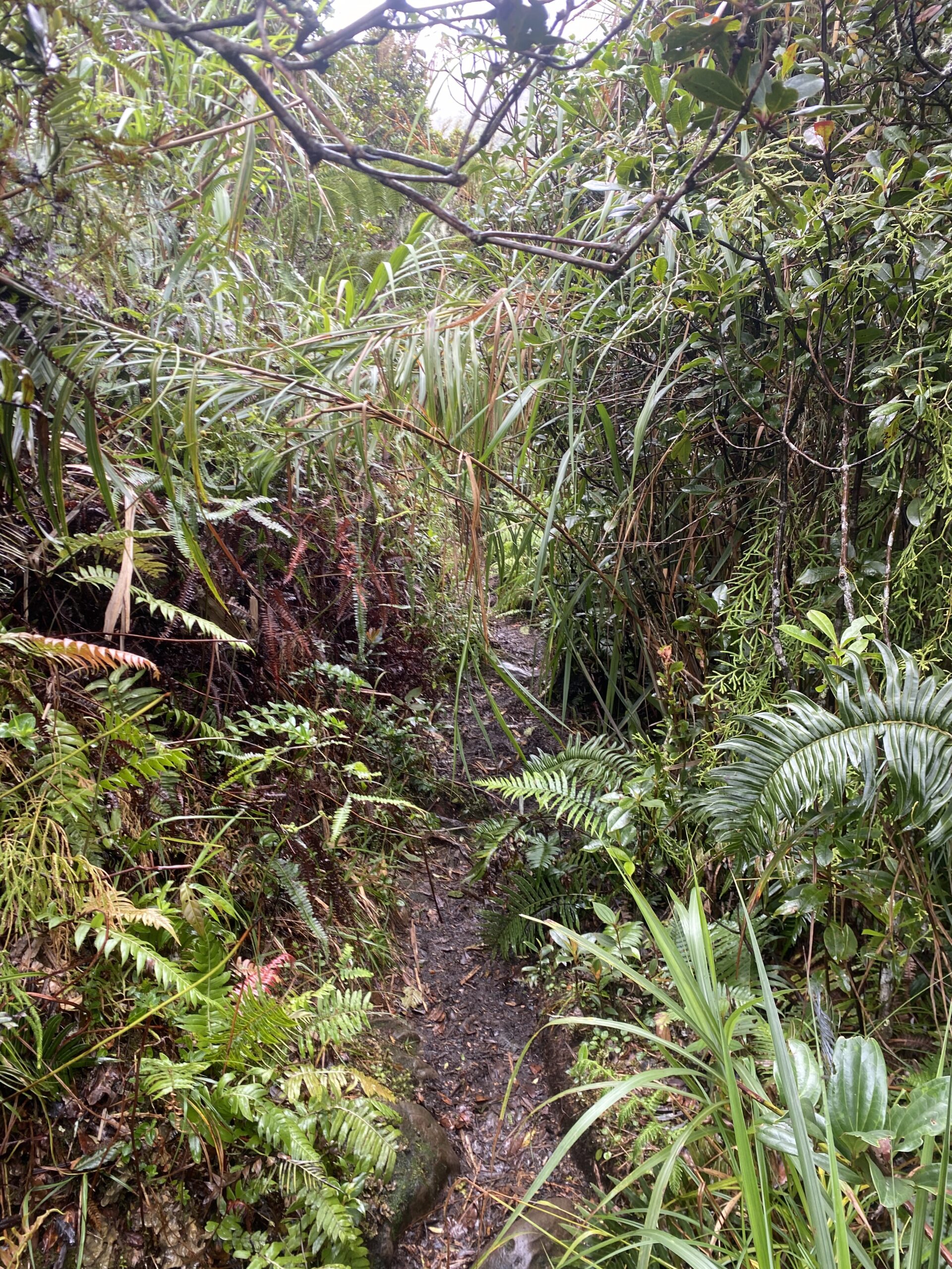 キタングラッド山　登山　
