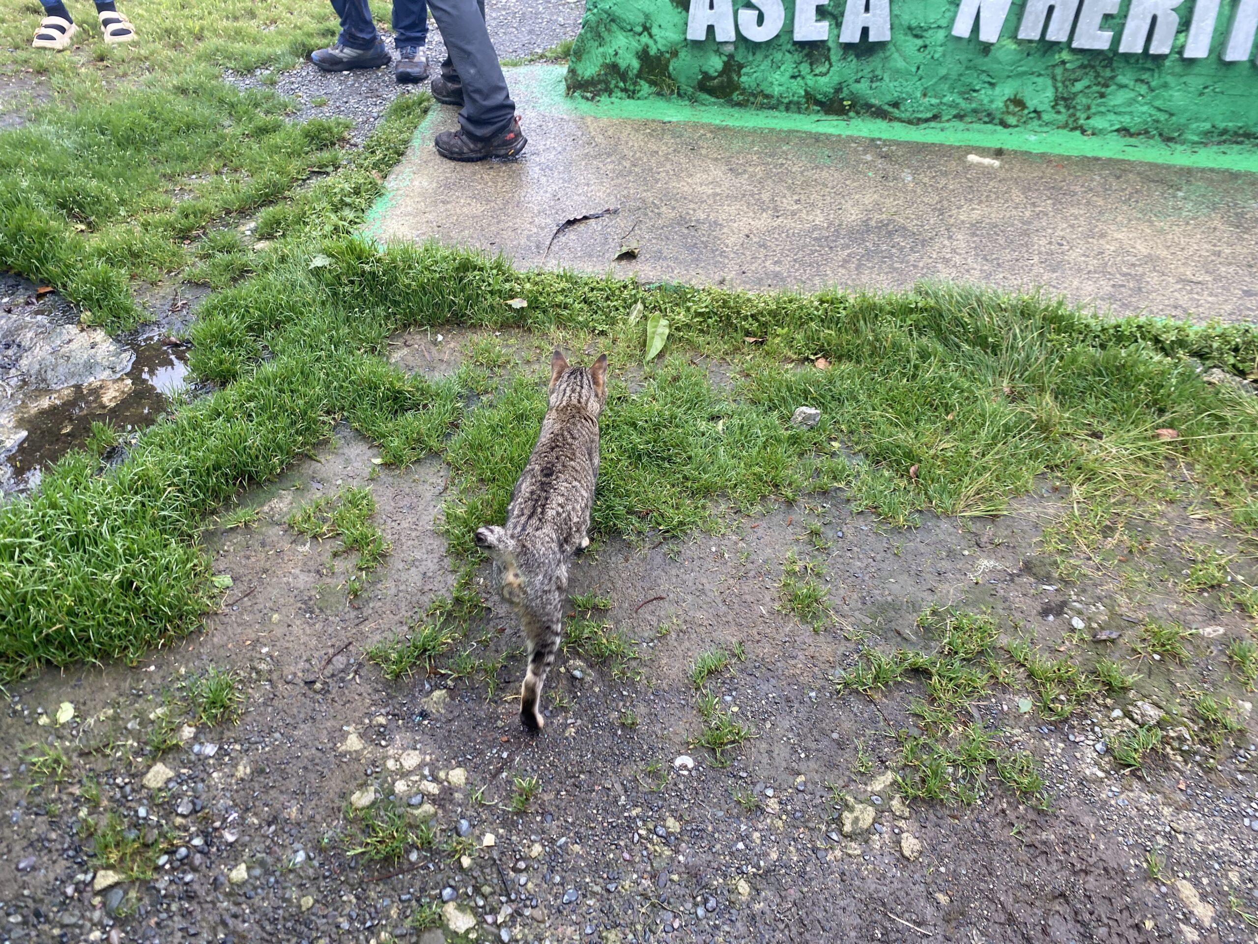 キタングラッド山　登山　動物