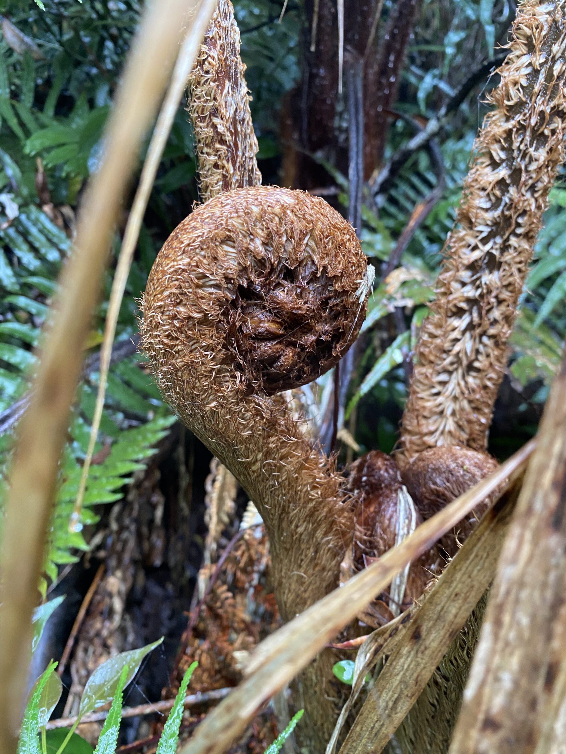 キタングラッド山　登山　植物