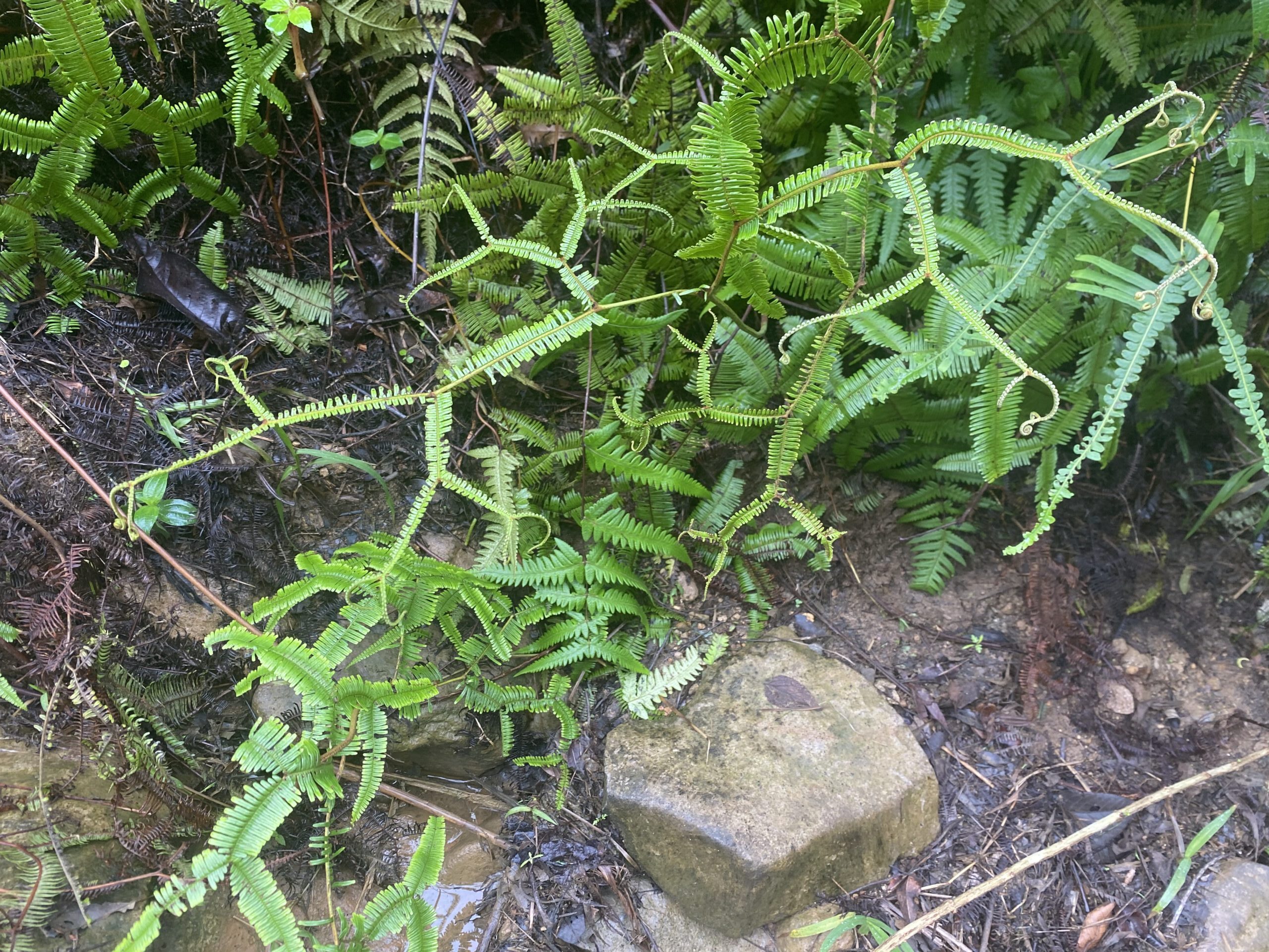 キタングラッド山　植物
