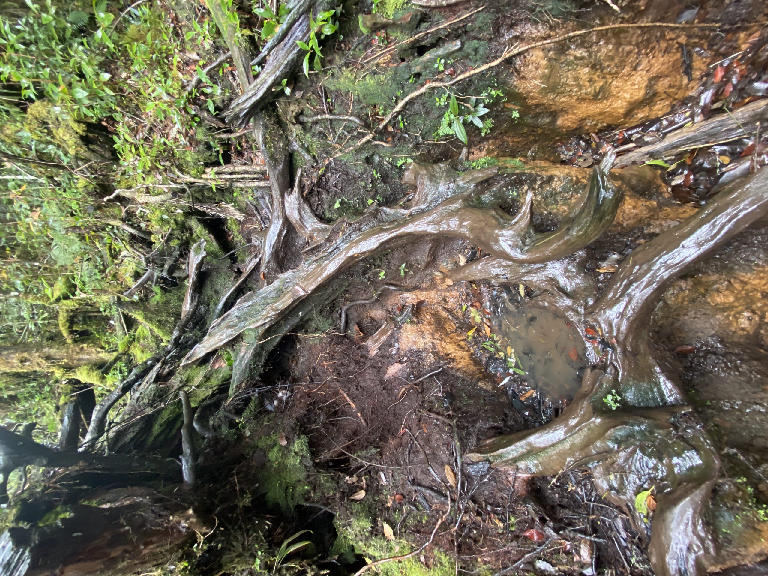 キタングラッド山　登山　植物