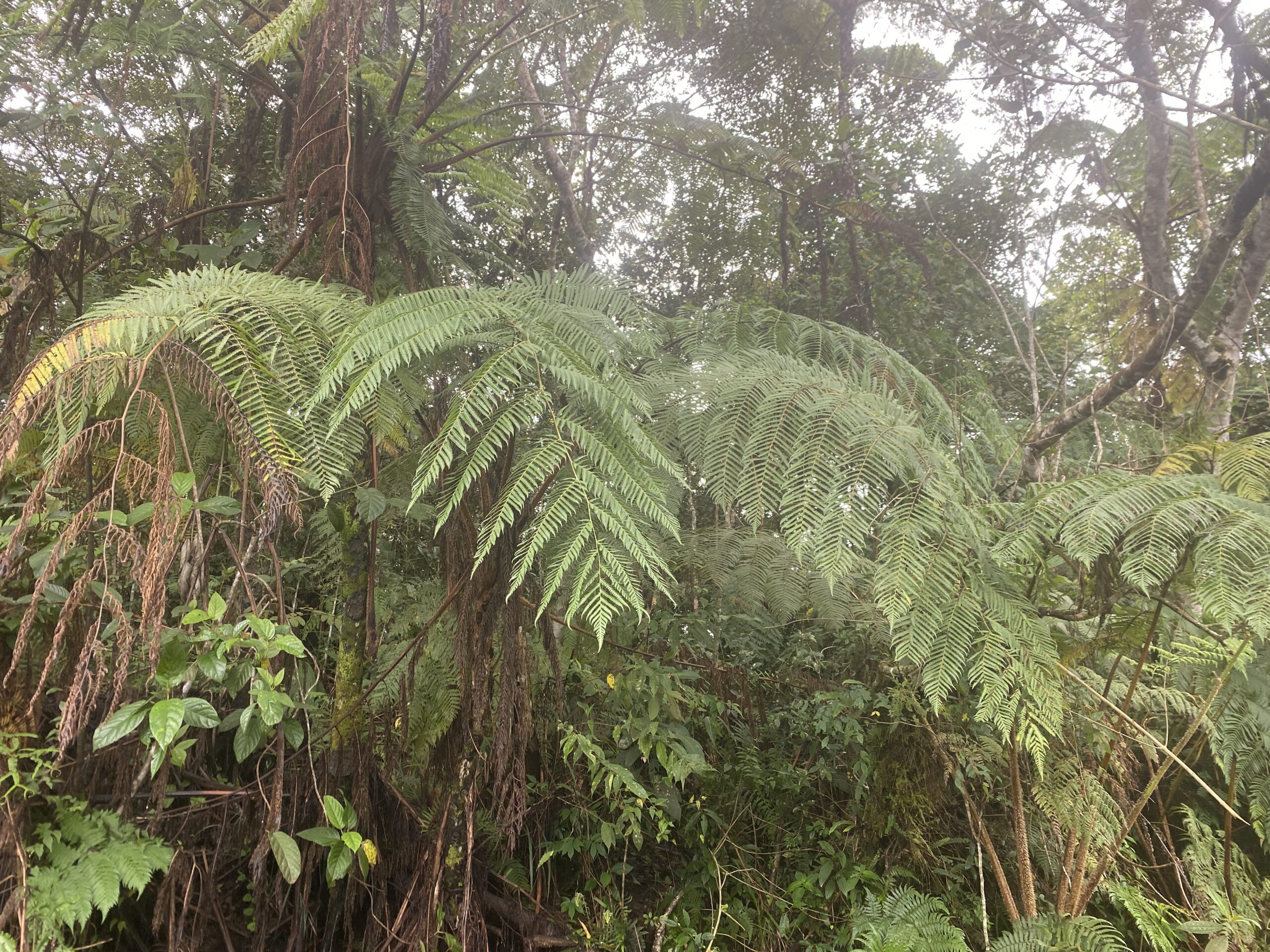 キタングラッド山　植物
