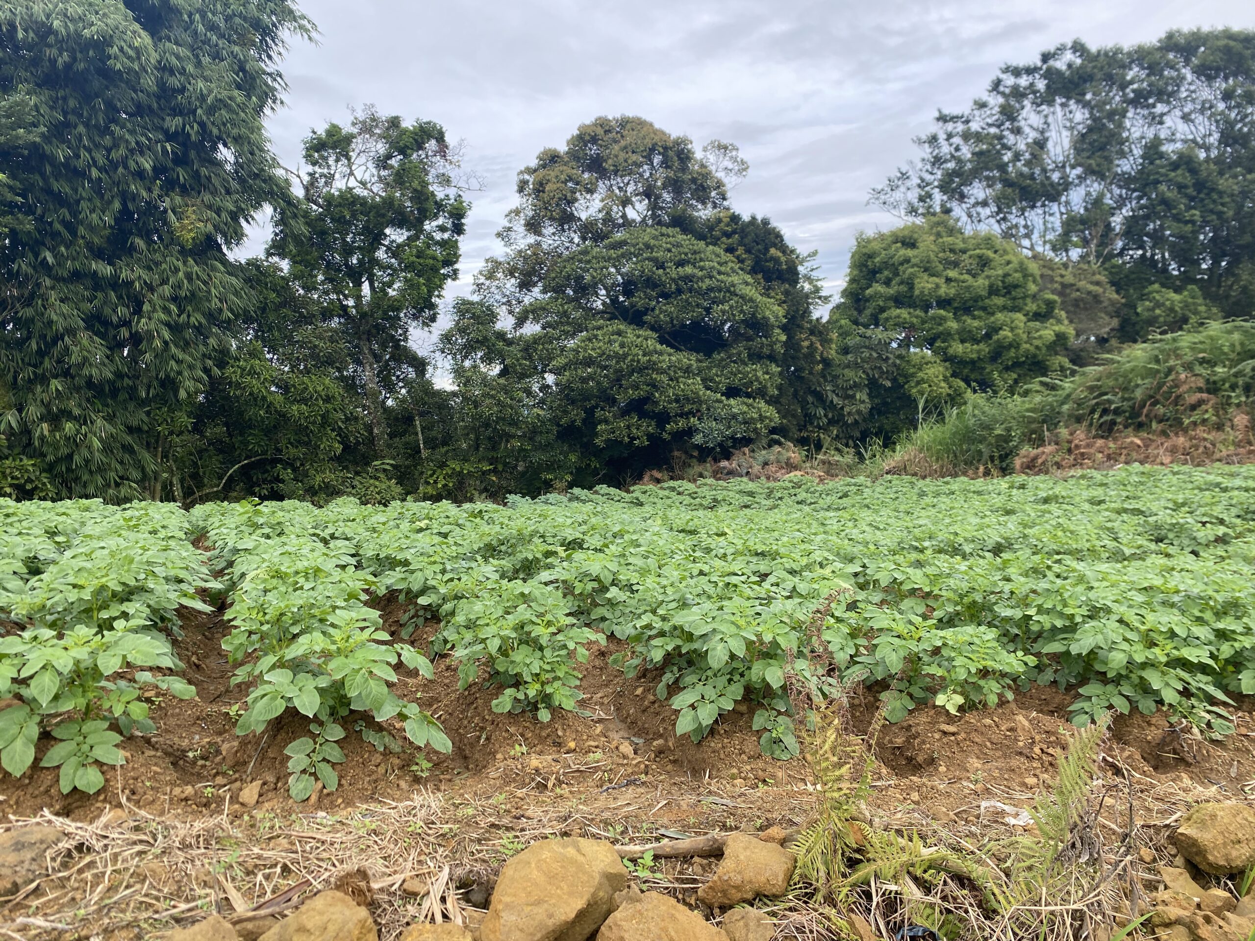 キタングラッド山　農業
