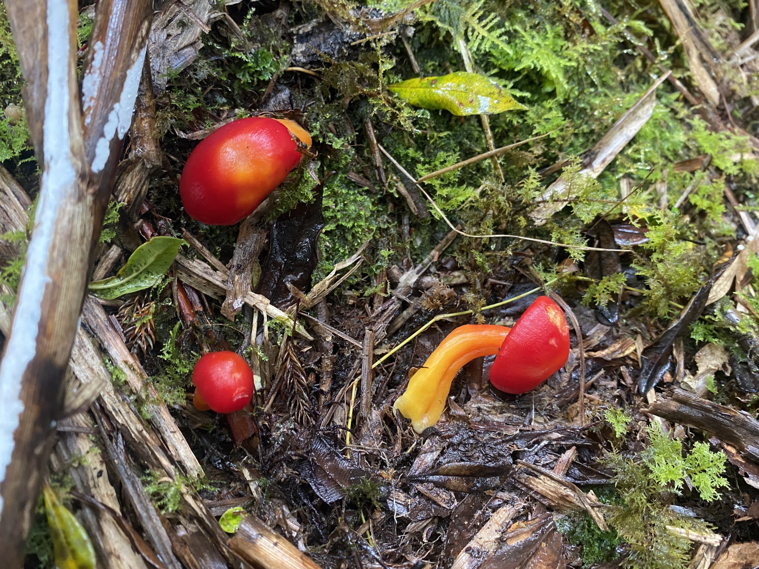 キタングラッド山　登山　植物