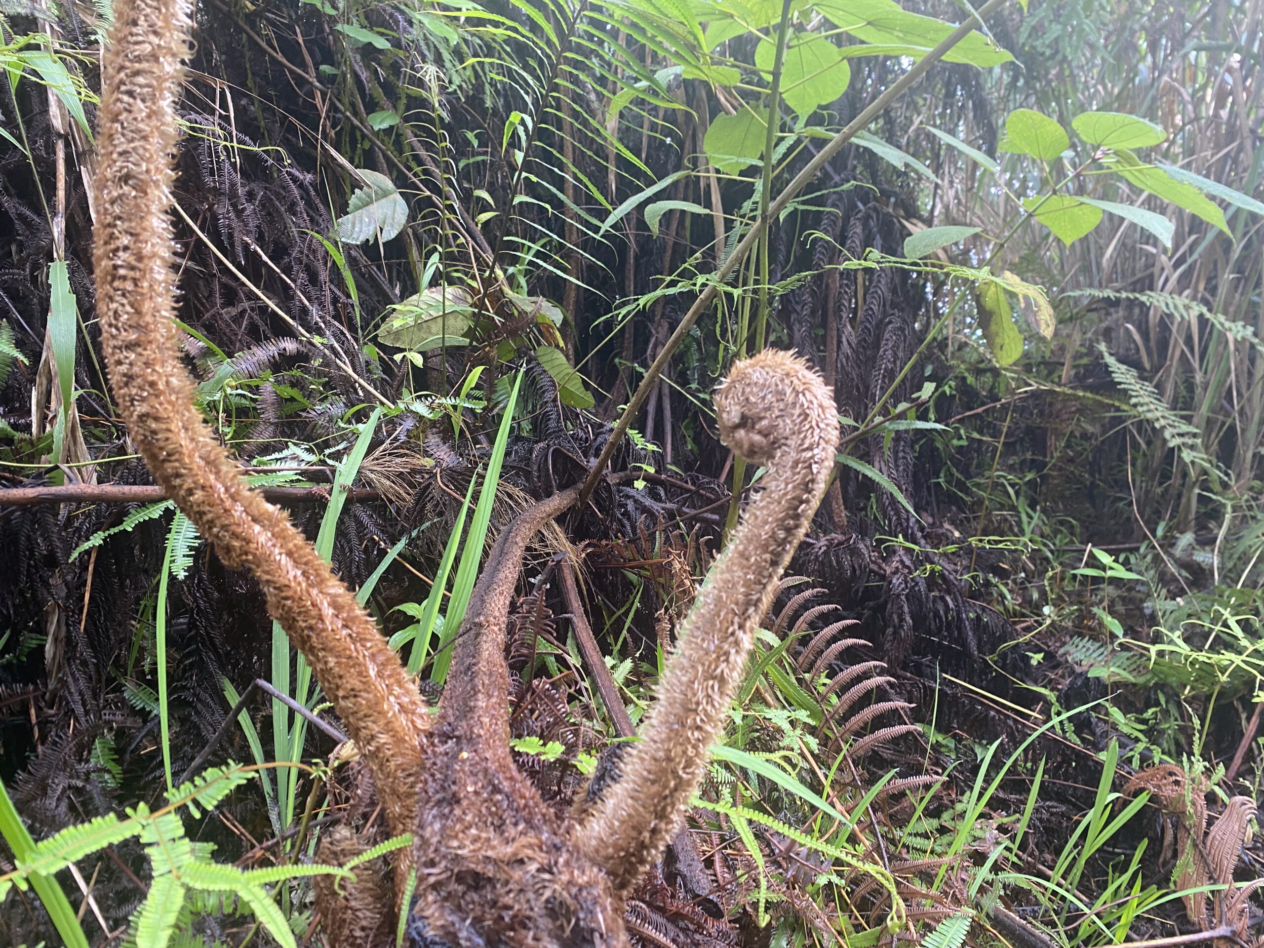 キタングラッド山　植物