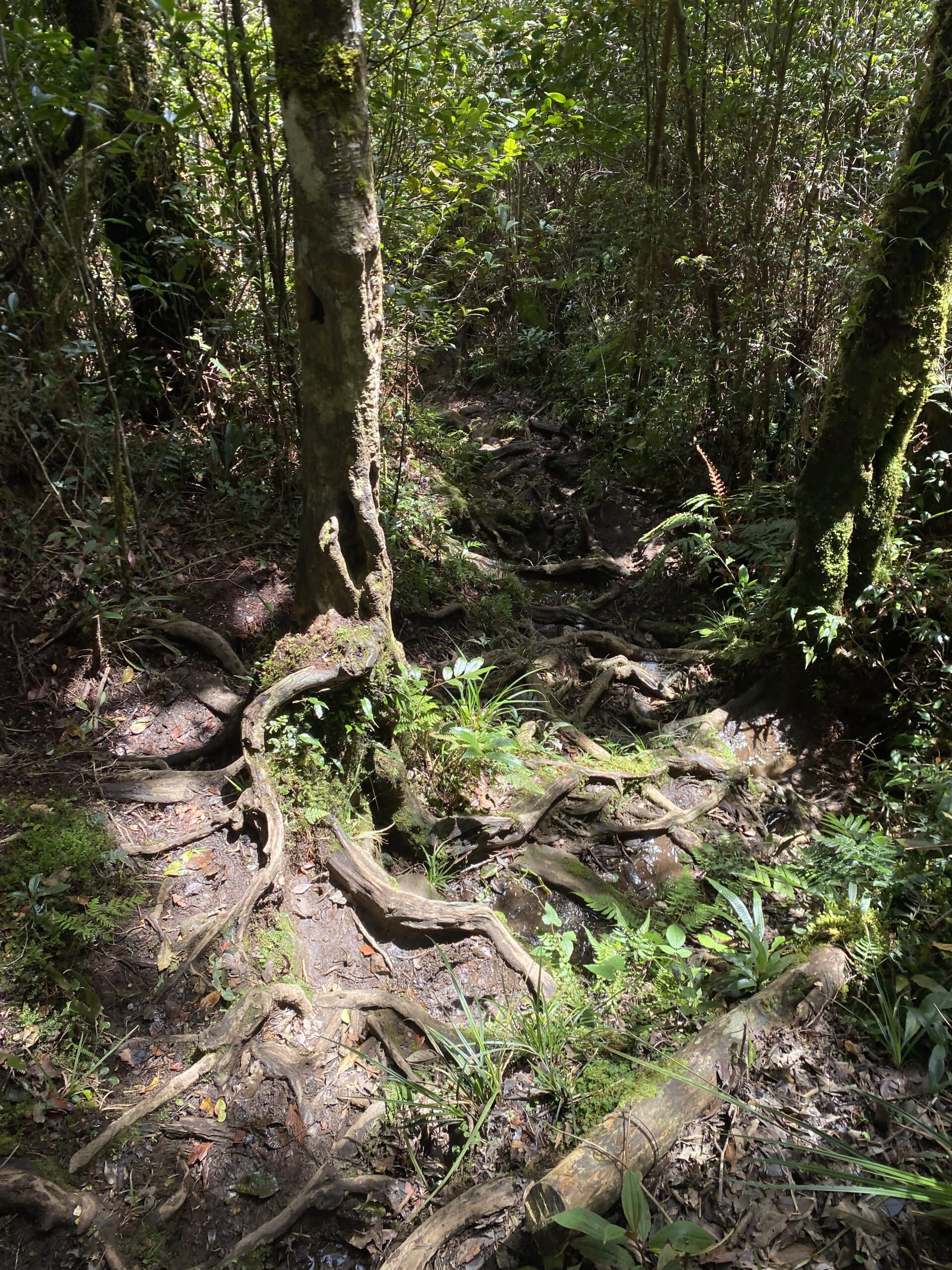 キタングラッド山 登山 景色