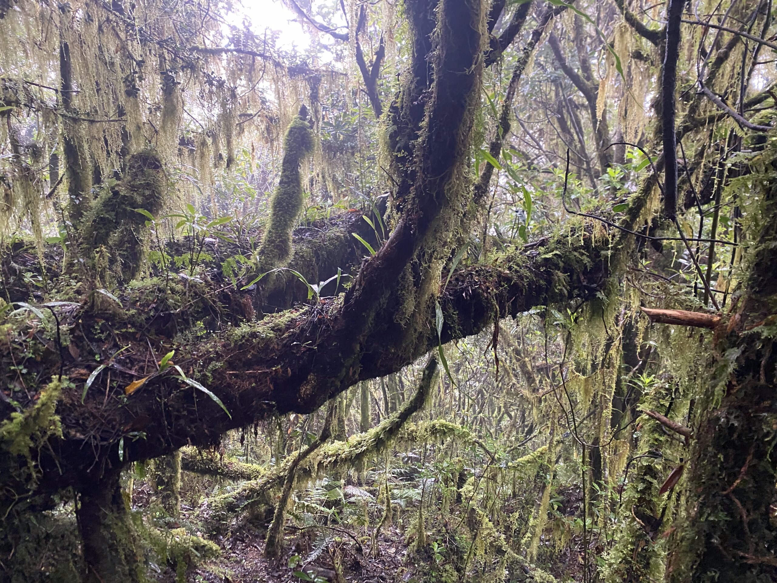 キタングラッド山　登山　景色