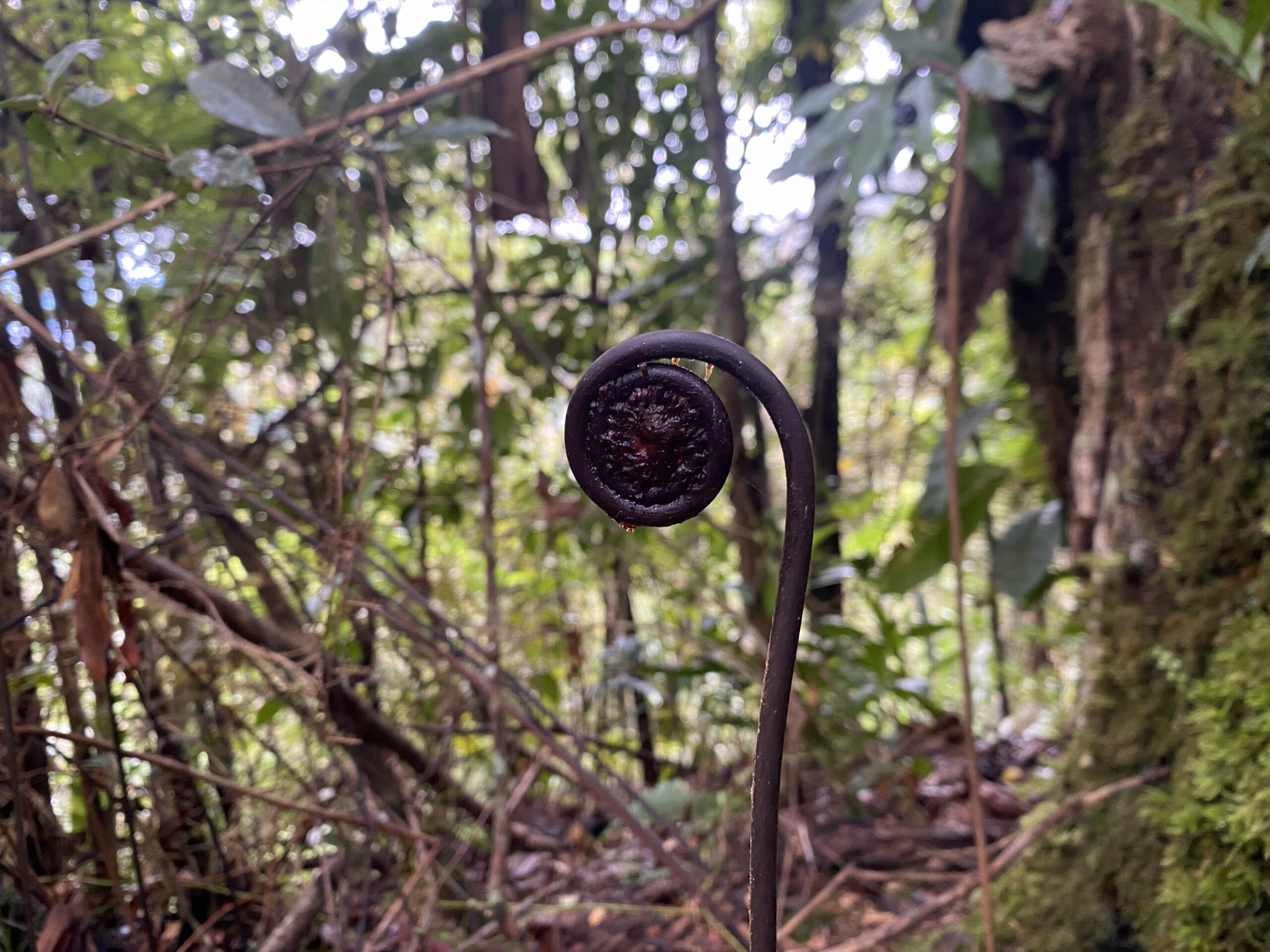 キタングラッド山　登山　植物