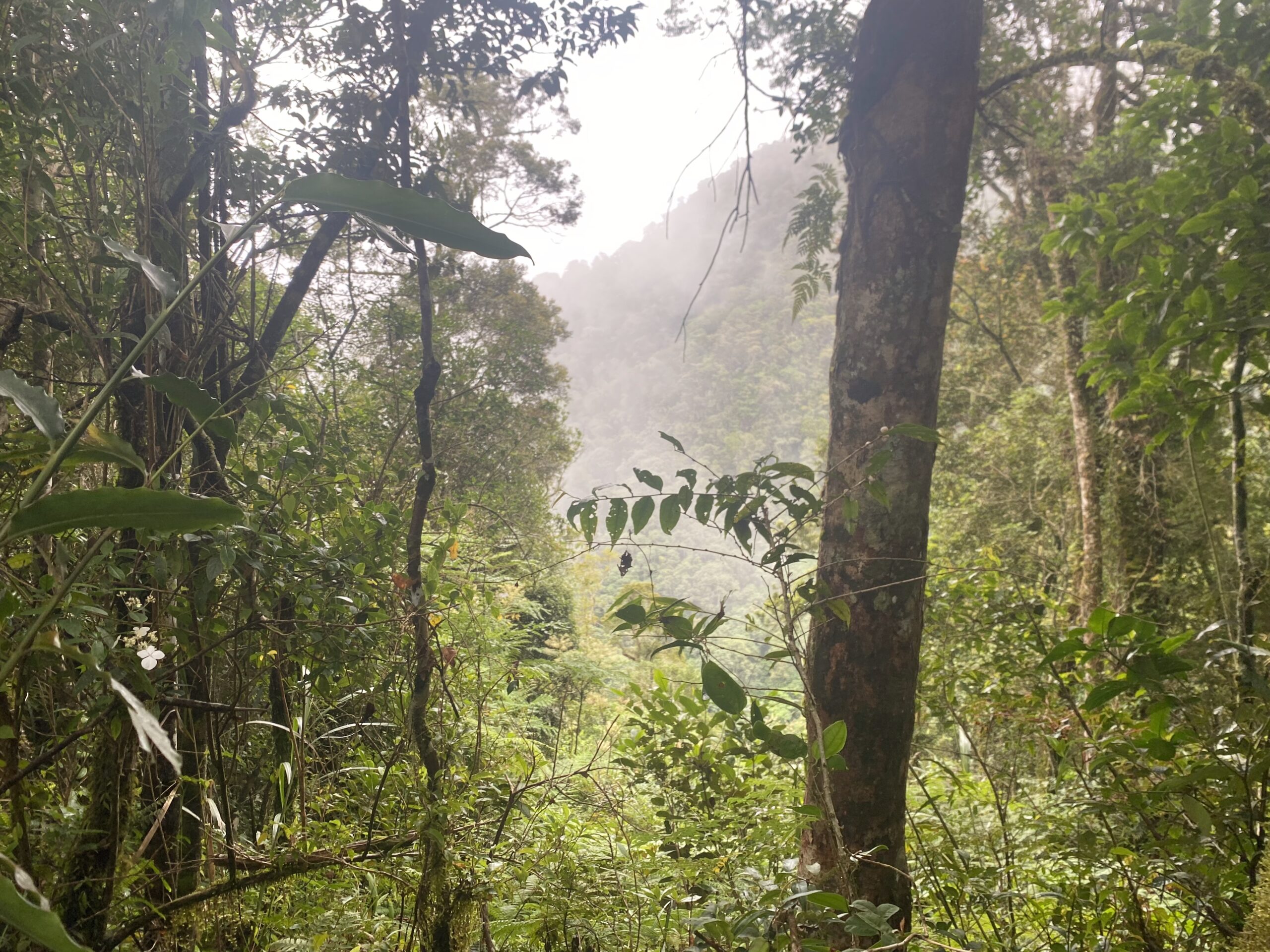 キタングラッド山　登山　濃霧