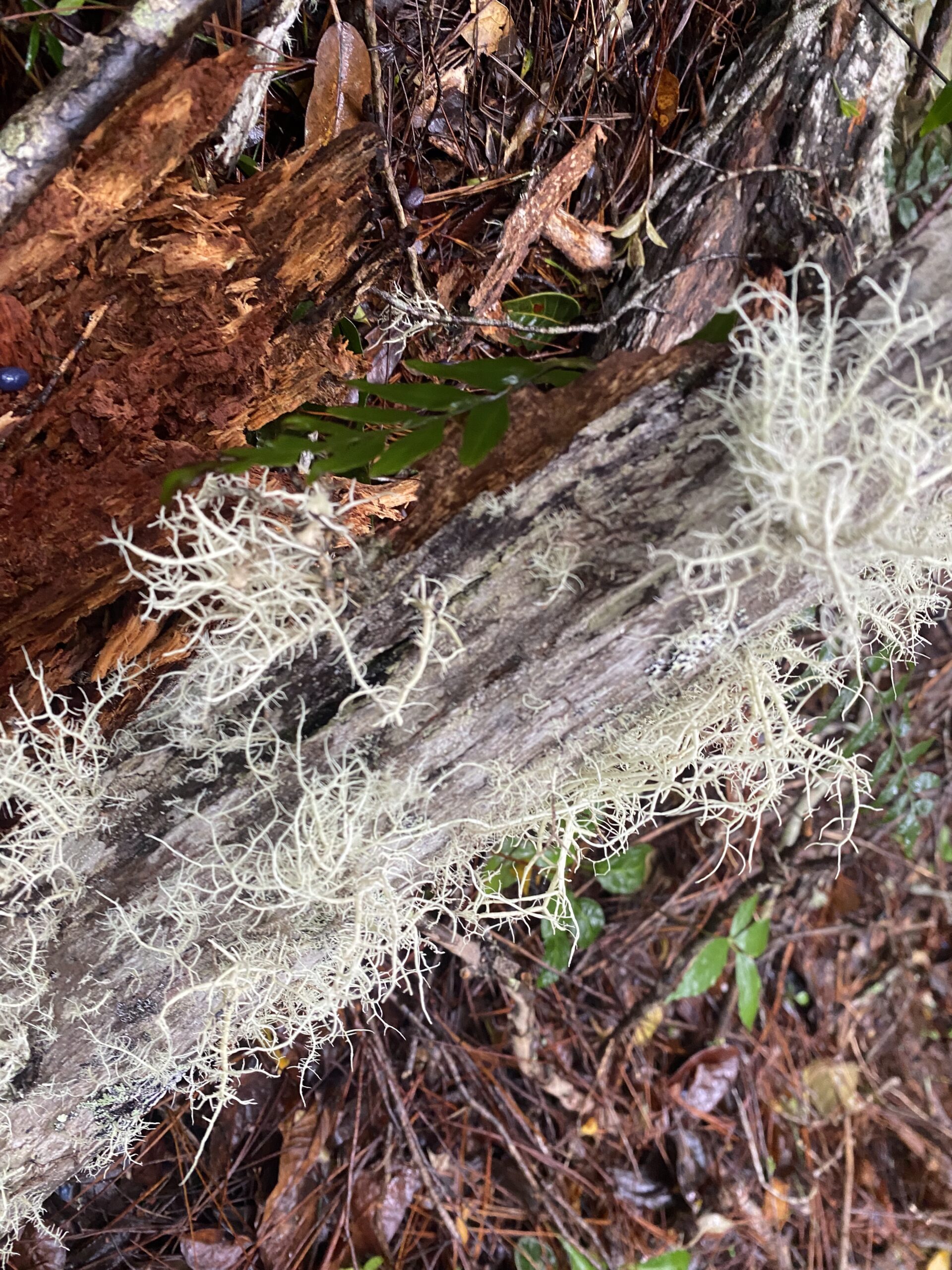 キタングラッド山　登山　植物