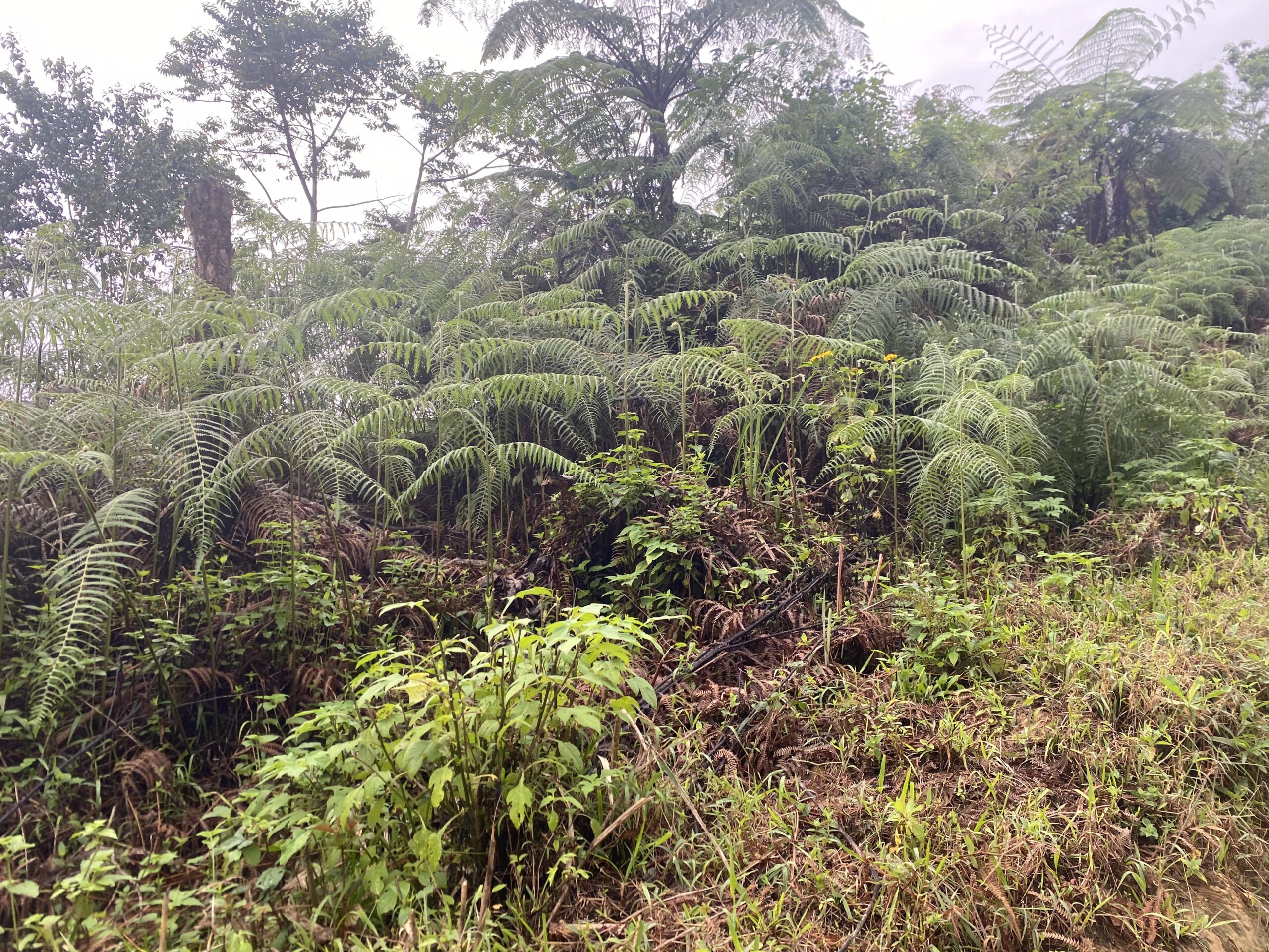キタングラッド山　植物