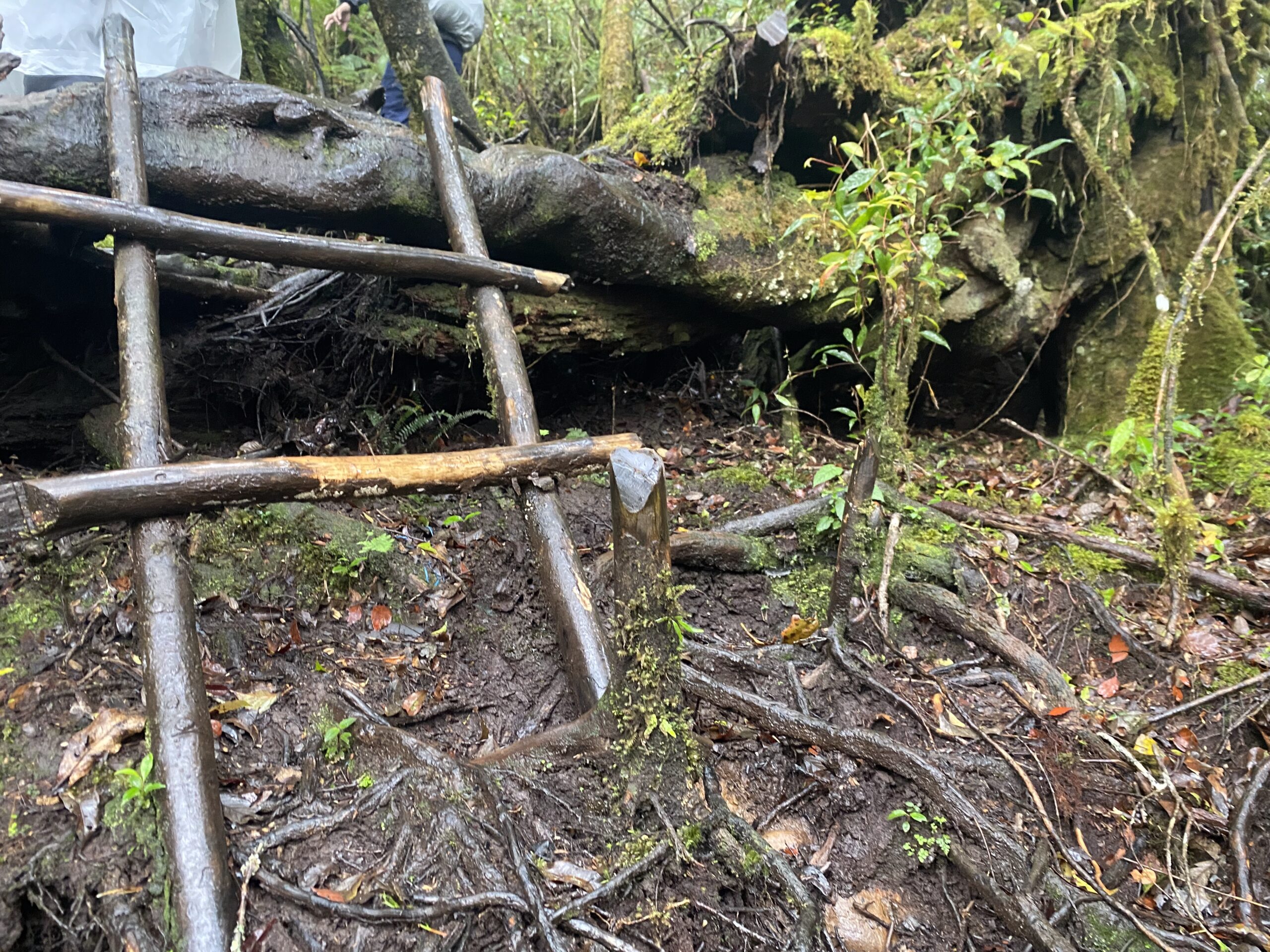 キタングラッド山　登山　植物