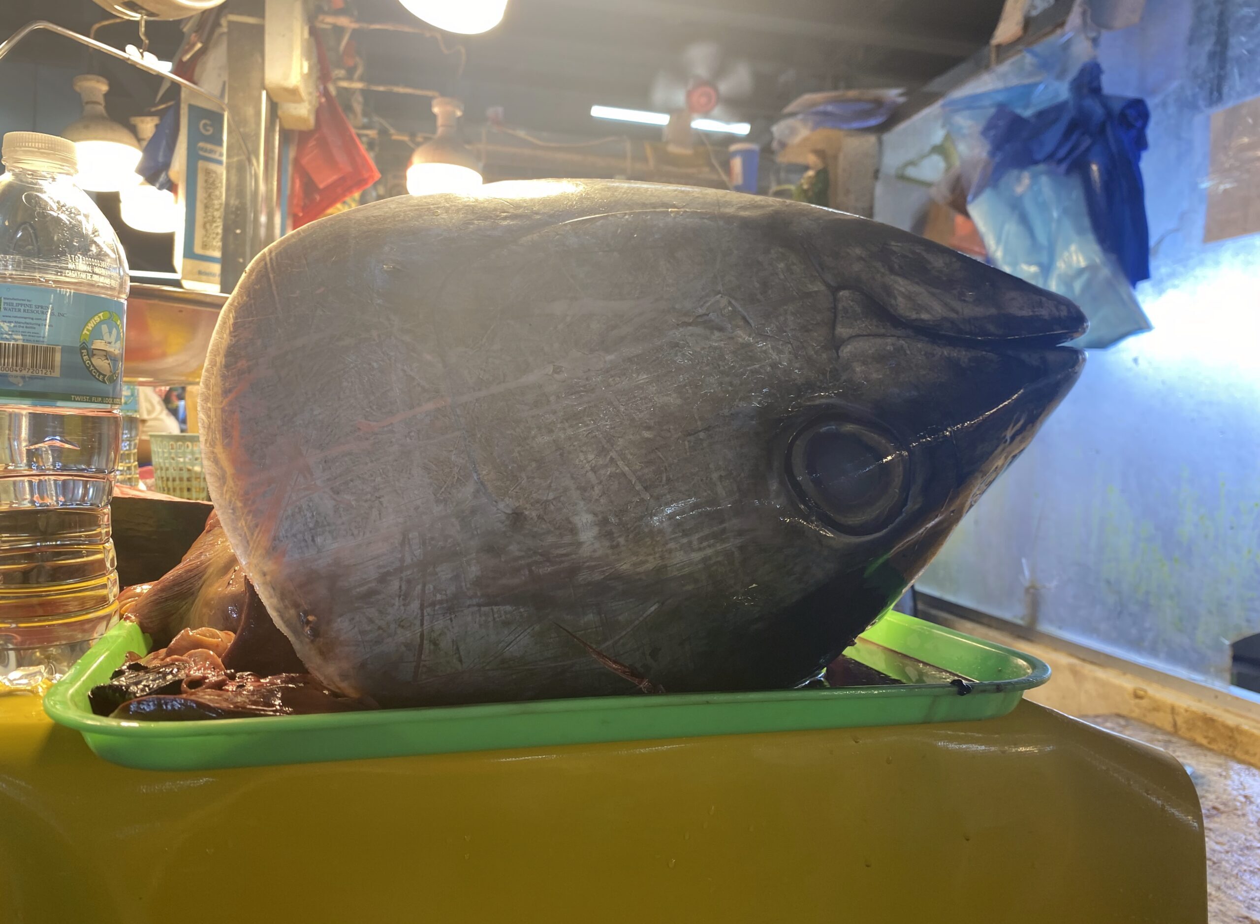 ダバオの魚図鑑　マグロ