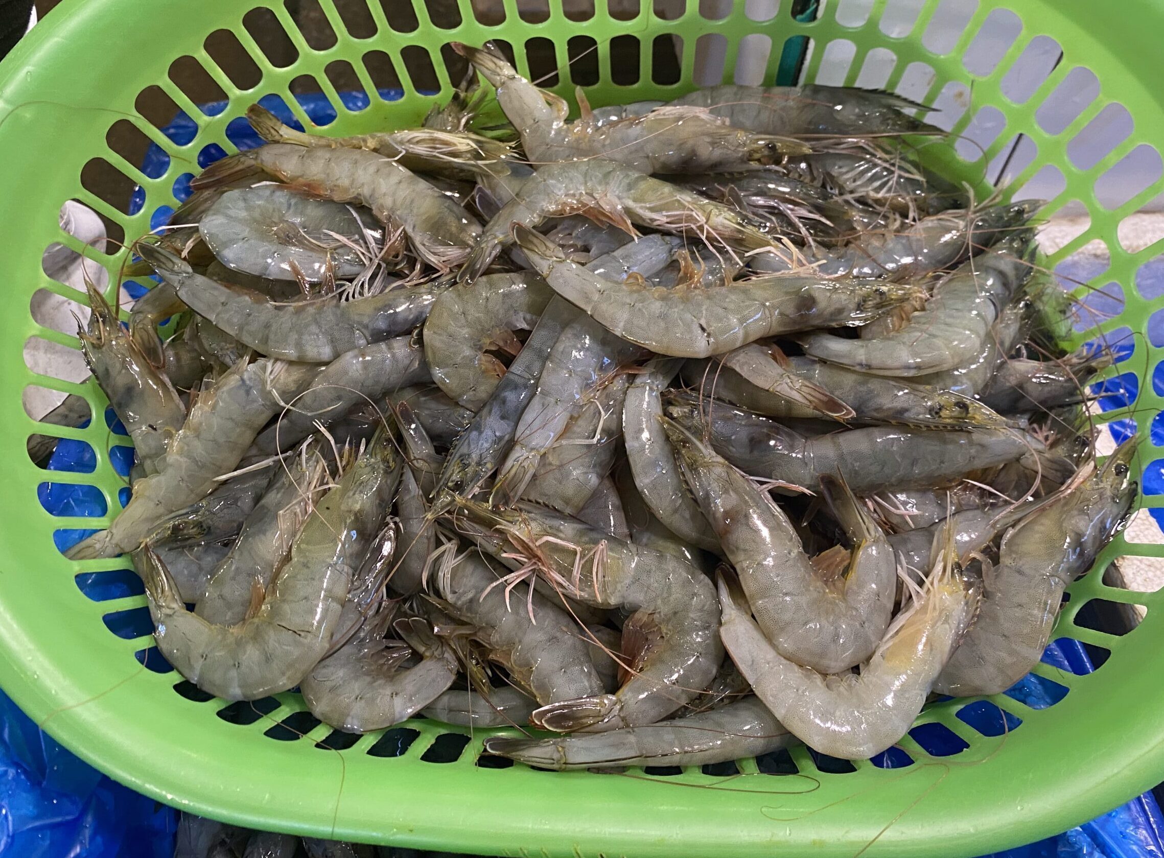 ダバオの魚図鑑