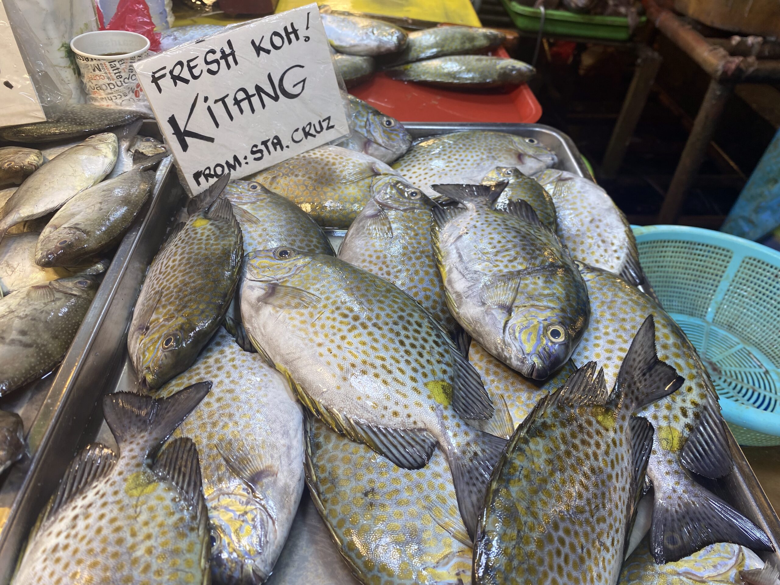 ダバオ魚図鑑　アイゴ