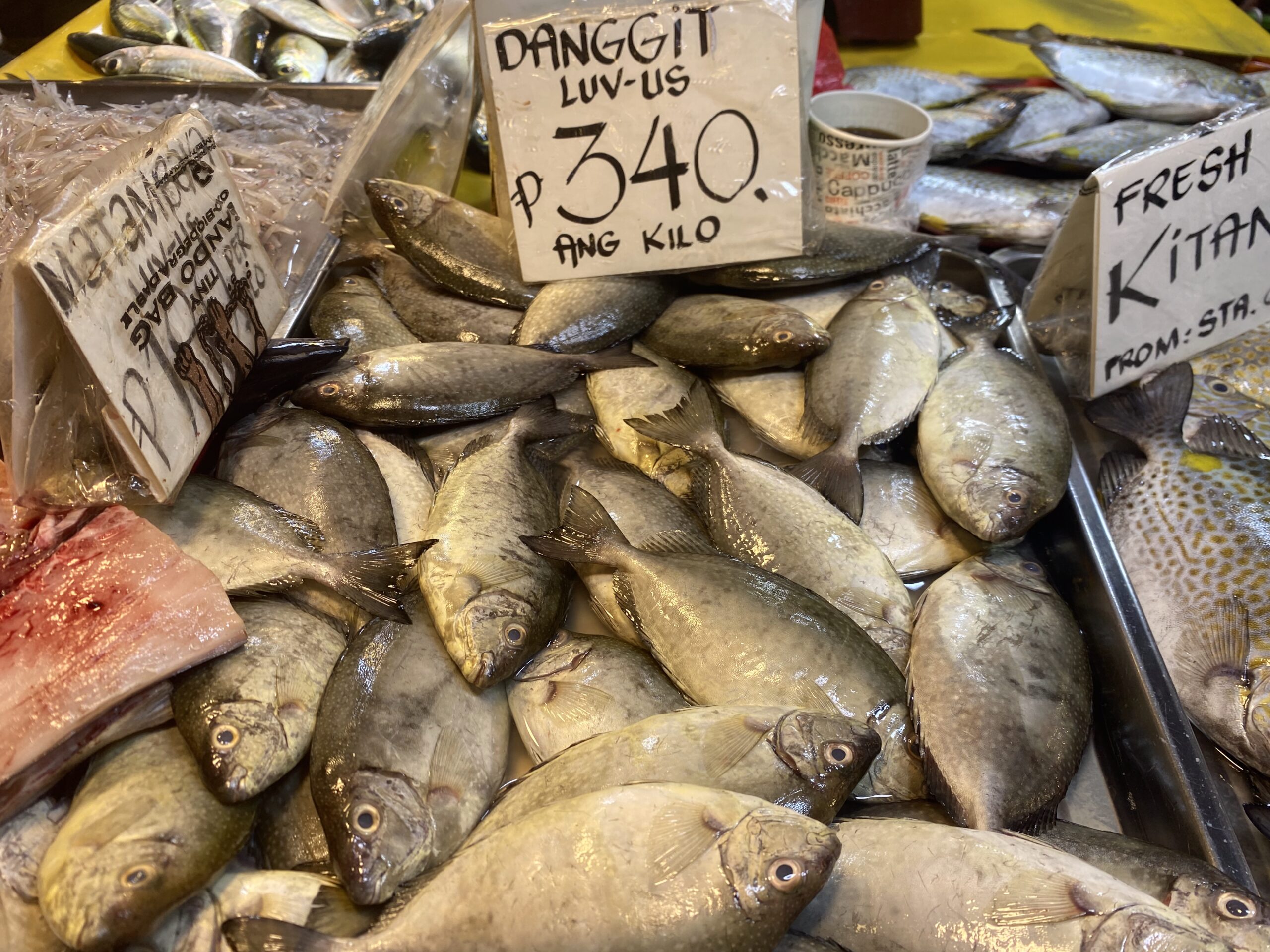 ダバオ魚図鑑　アイゴ