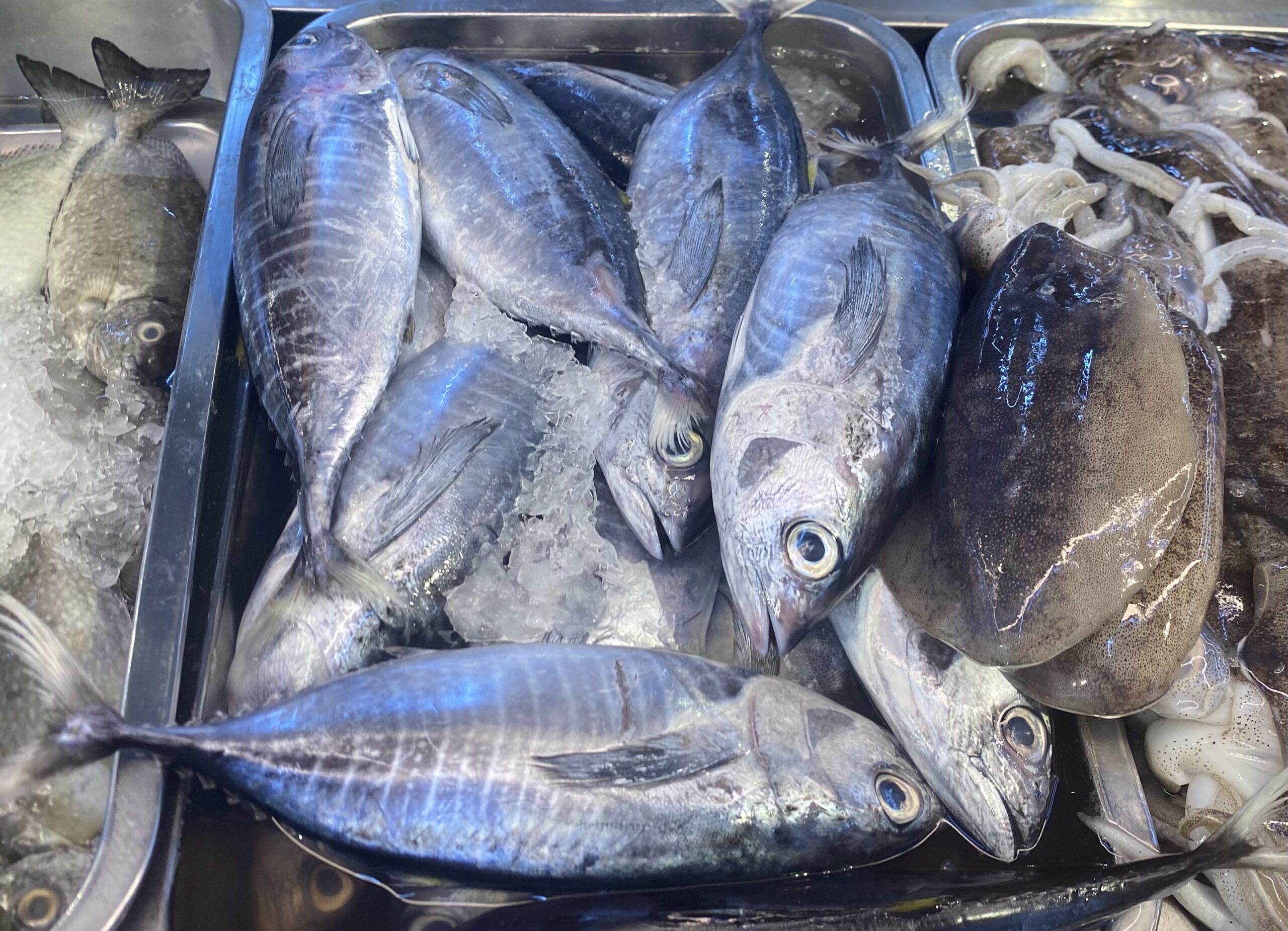 ダバオの魚図鑑 カツオ