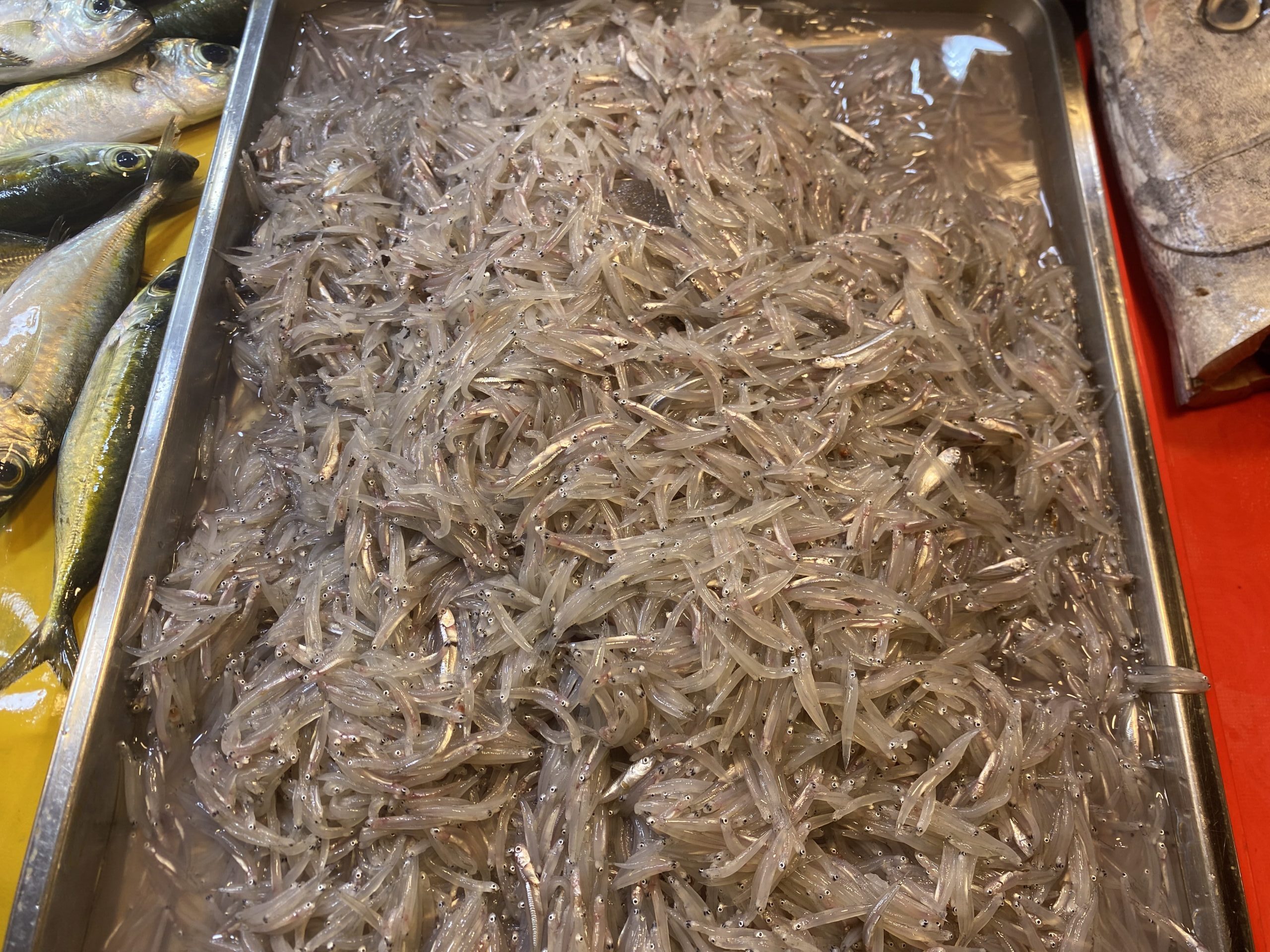 ダバオ魚図鑑 しらす