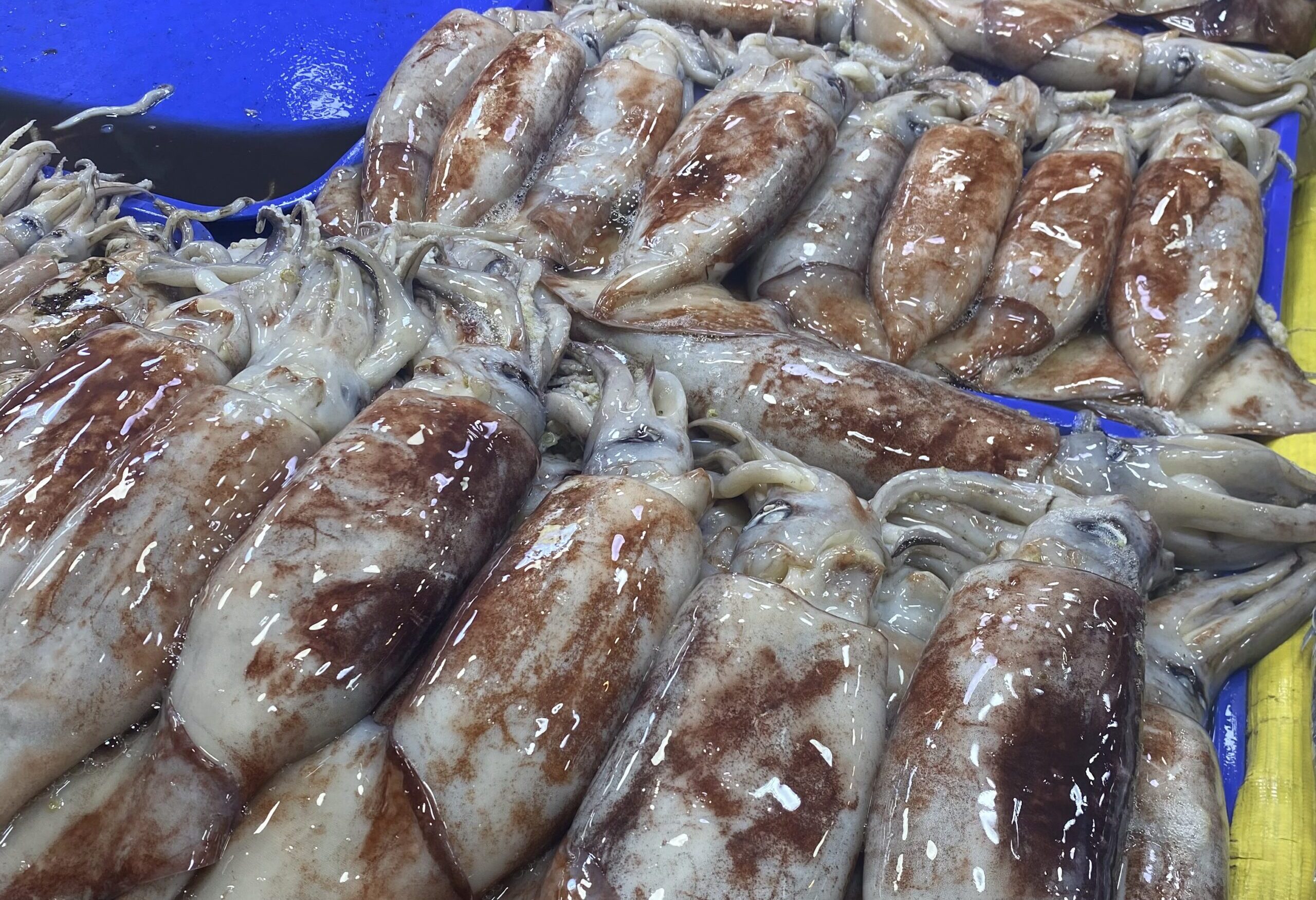 ダバオの魚図鑑　イカ