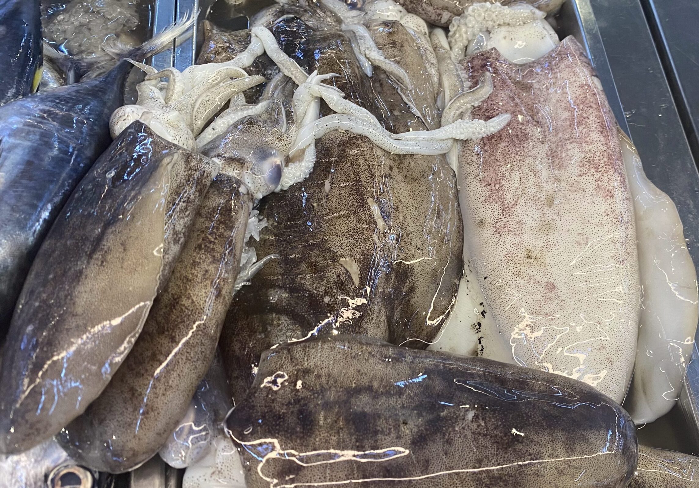 ダバオの魚図鑑　イカ